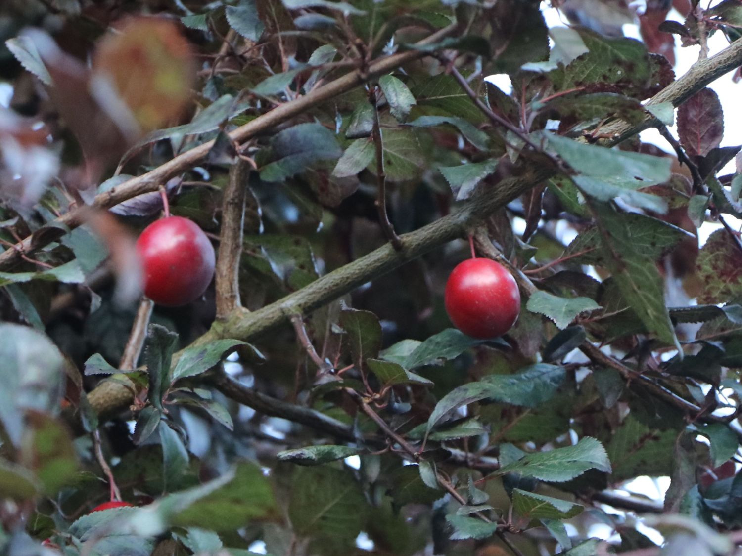 Blutpflaume \'Nigra\' - Prunus cerasifera Horstmann \'Nigra\' Baumschule 