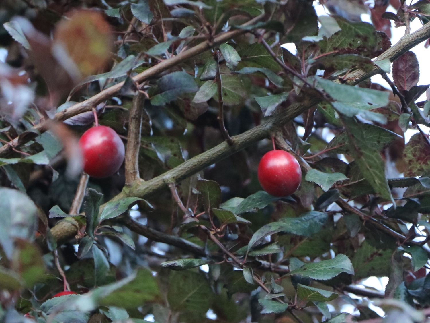 Qualitätssicherung, den niedrigsten Preis herausfordernd! Blutpflaume \'Nigra\' Baumschule Horstmann Prunus cerasifera - - \'Nigra