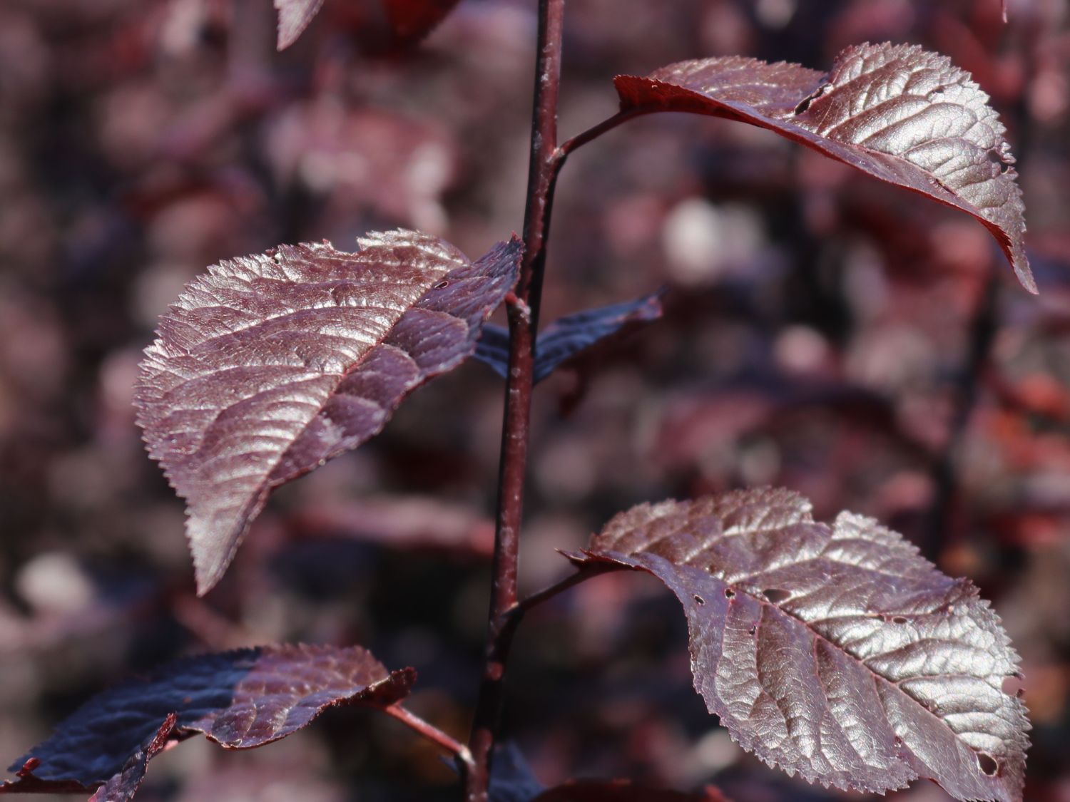 Blutpflaume 'Nigra' - Prunus cerasifera 'Nigra' - Baumschule Horstmann