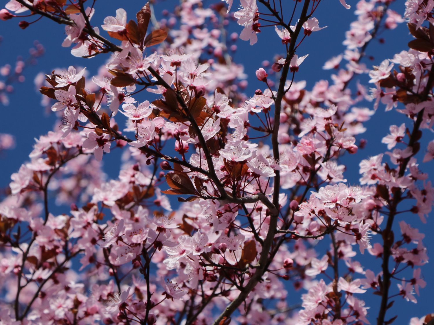 Blutpflaume \'Nigra\' - Prunus cerasifera \'Nigra\' - Baumschule Horstmann | Obstbäume & Gemüsepflanzen