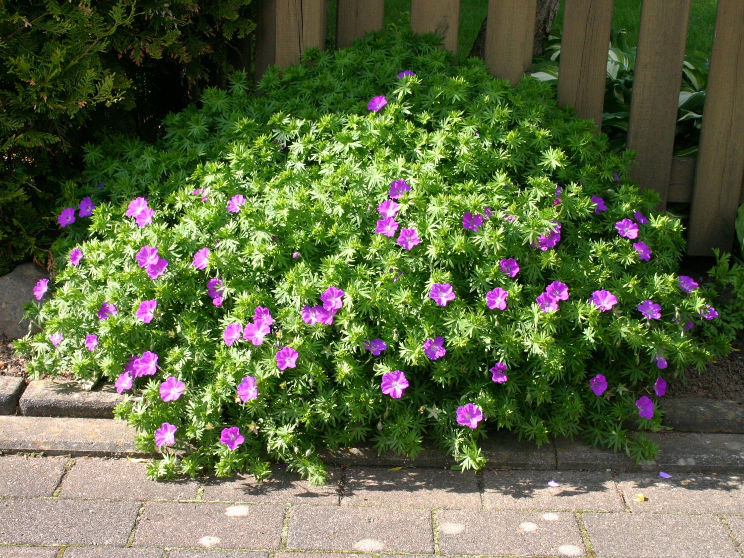 Garten! Blutroter für Deinen Storchschnabel (Geranium sanguineum)