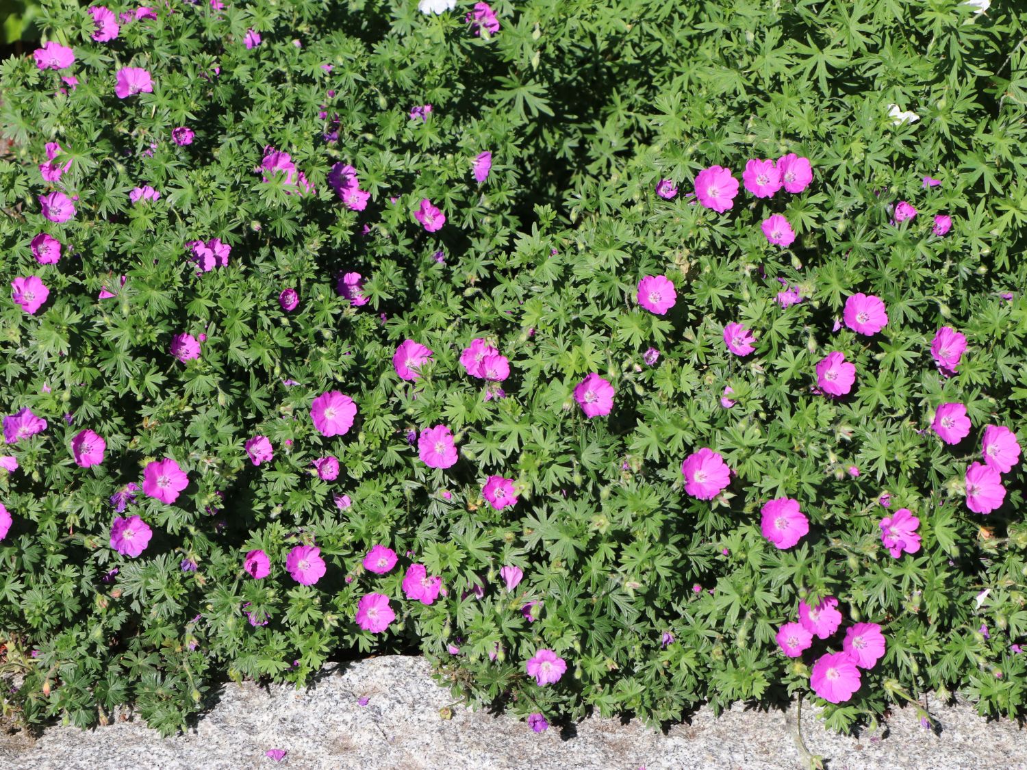 (Geranium Blutroter Storchschnabel Deinen für Garten! sanguineum)