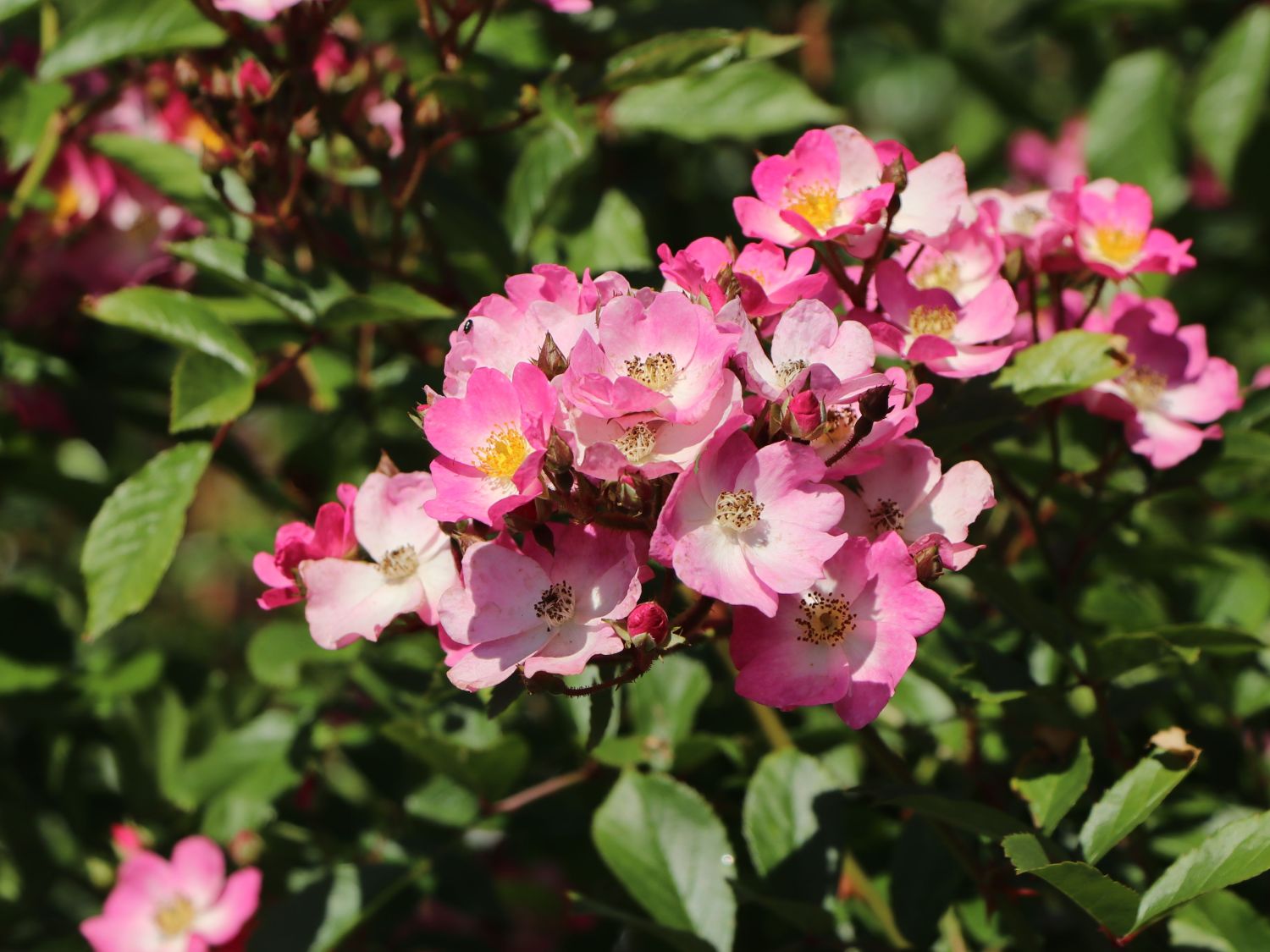 'Ballerina' - Schönste Rosen Expertenwissen