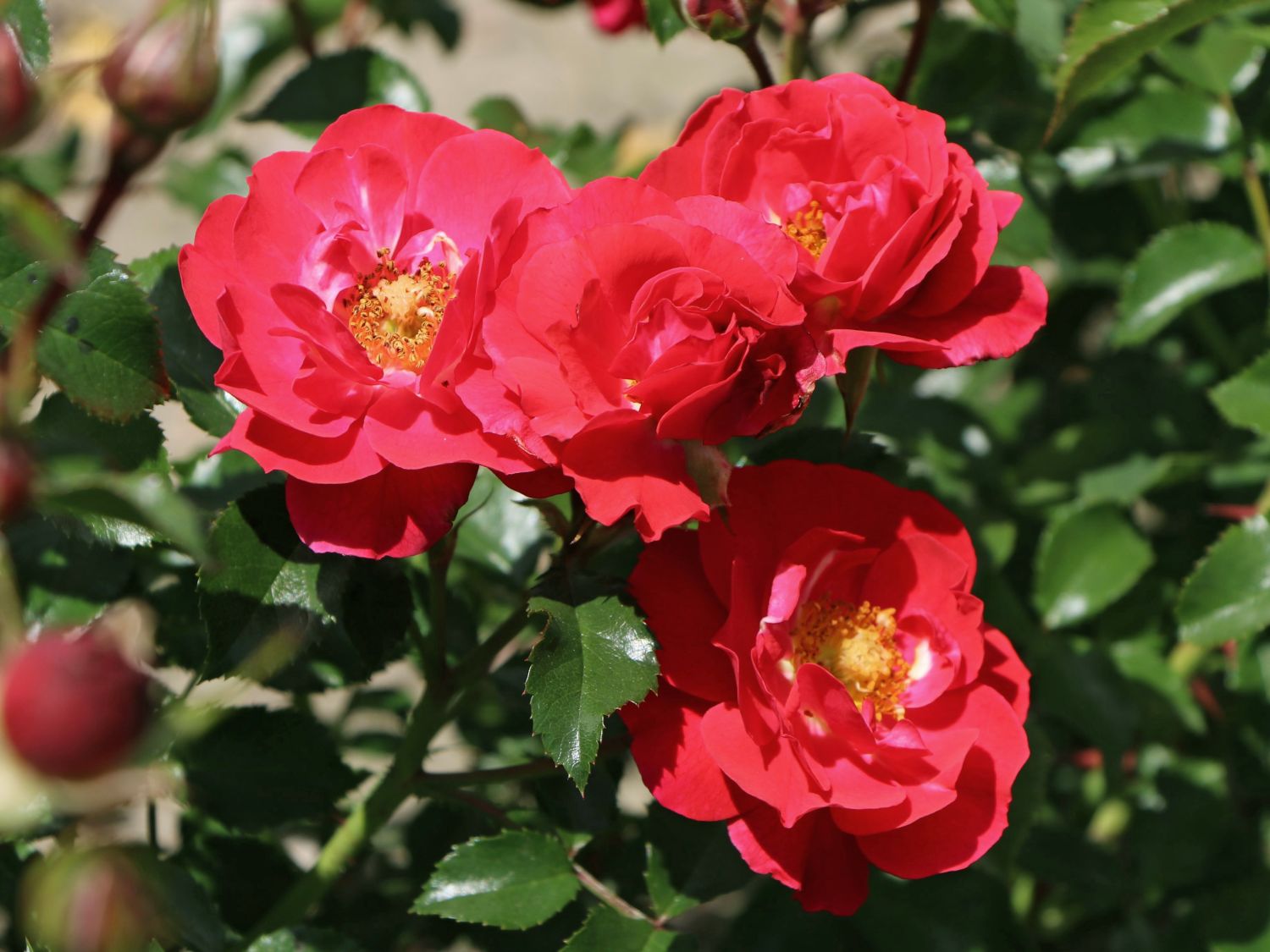 Bodendecker Rose Flower Carpet ® 'Heidefeuer' ®   Info & Angebot