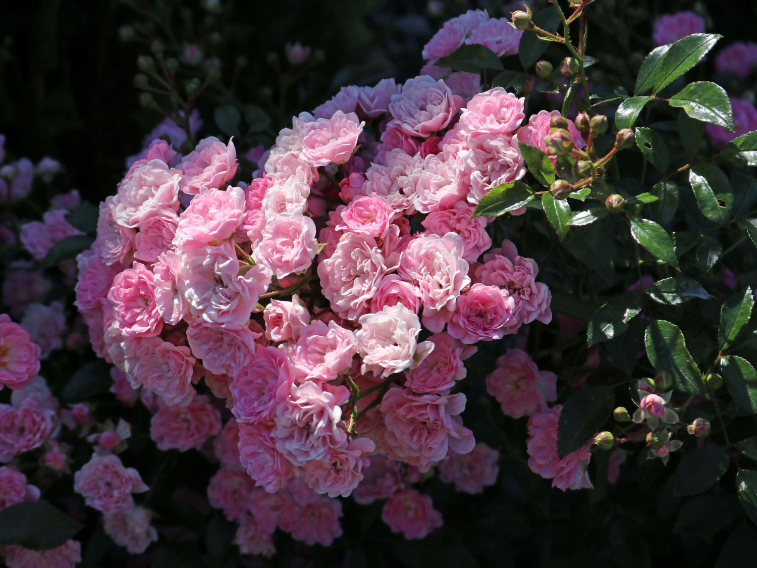 Beetrose pink Tantau-Rose Bodendeckerrose Mirato® ADR-Rose Preis nach Stückzahl Einzelpreis Rosa Mirato® Duft+ 