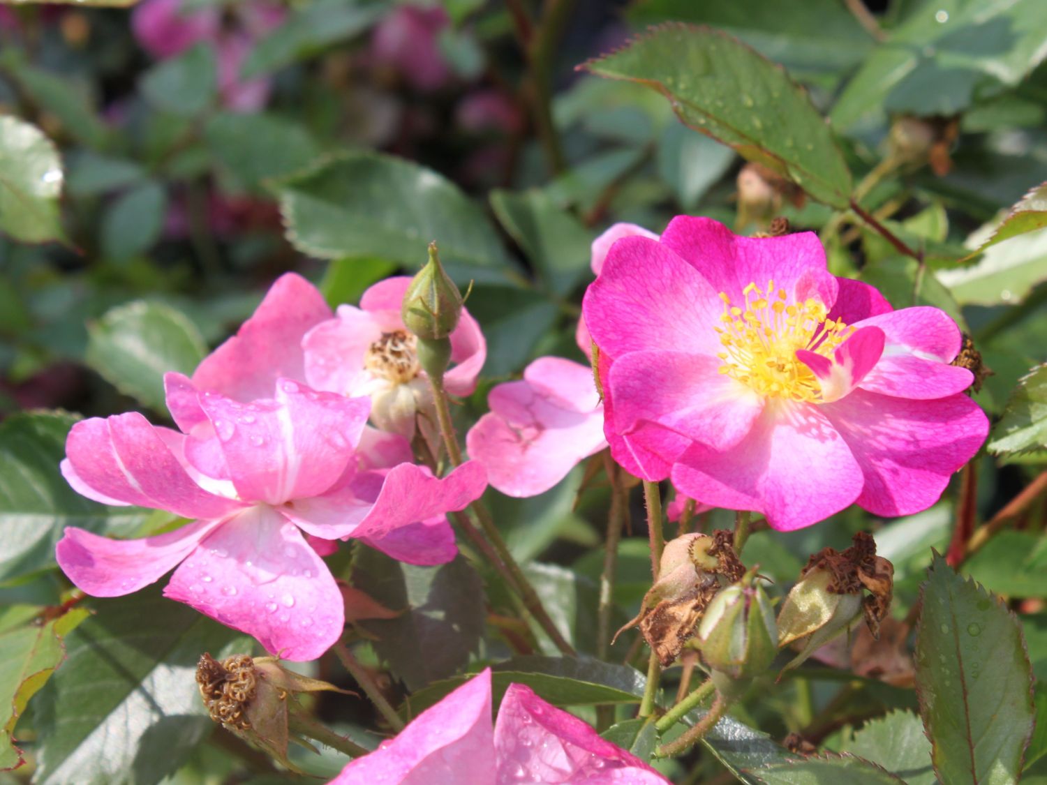 'Ballerina' - Schönste Rosen Expertenwissen