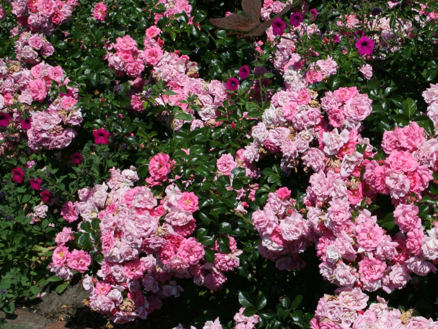 Bodendeckerrose Rose "Palmengarten Frankfurt"®  3 L Topf