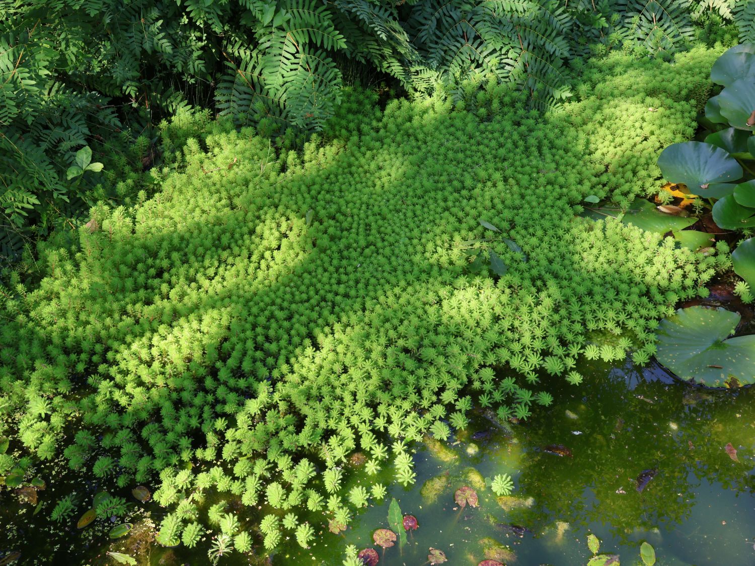 Tausendblatt (Myriophyllum) Infos & Pflanzen dieser Gattung