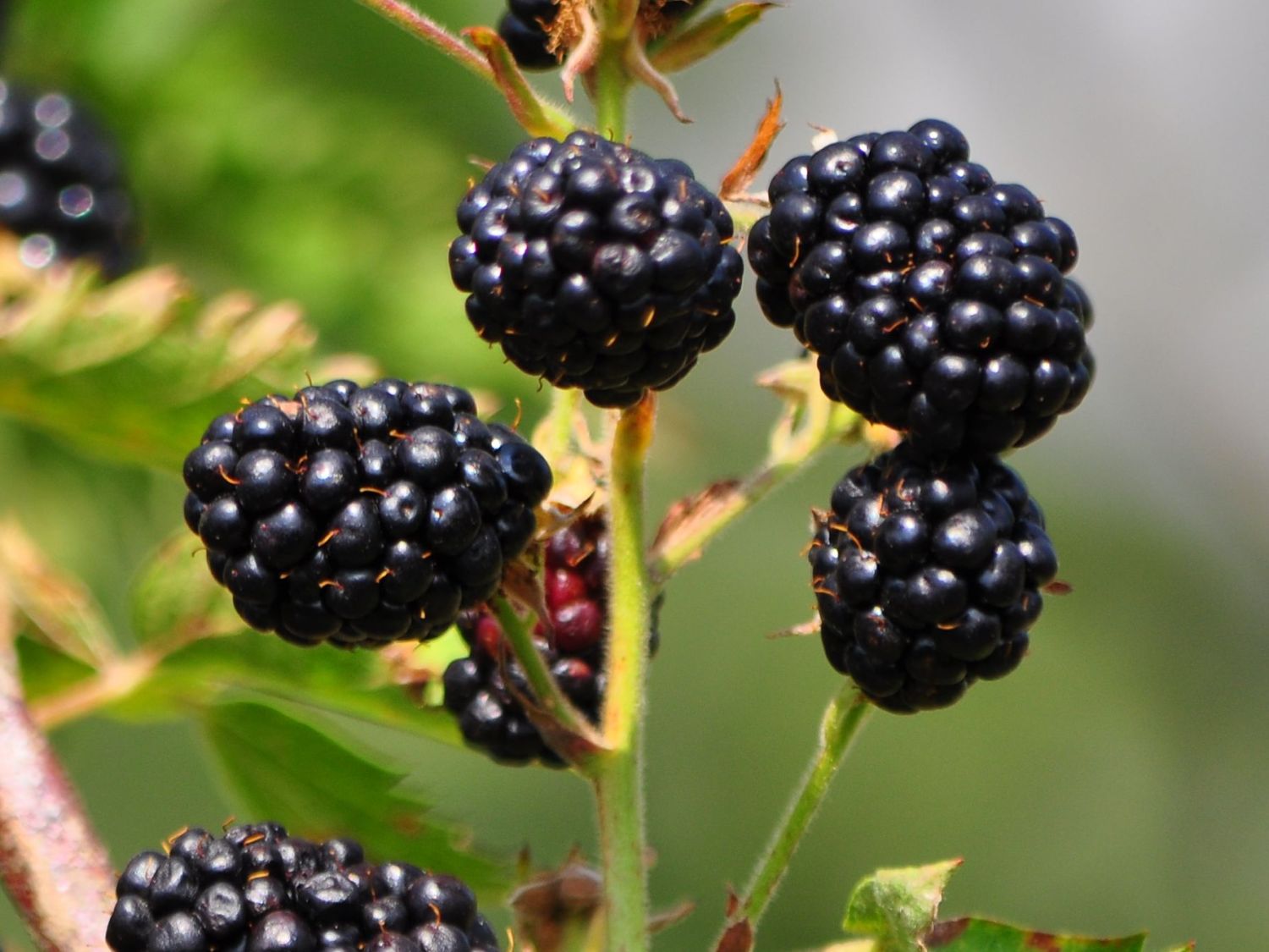 Brombeere &amp;#39;Thornfree&amp;#39; - Rubus fruticosus &amp;#39;Thornfree&amp;#39; - Baumschule Horstmann