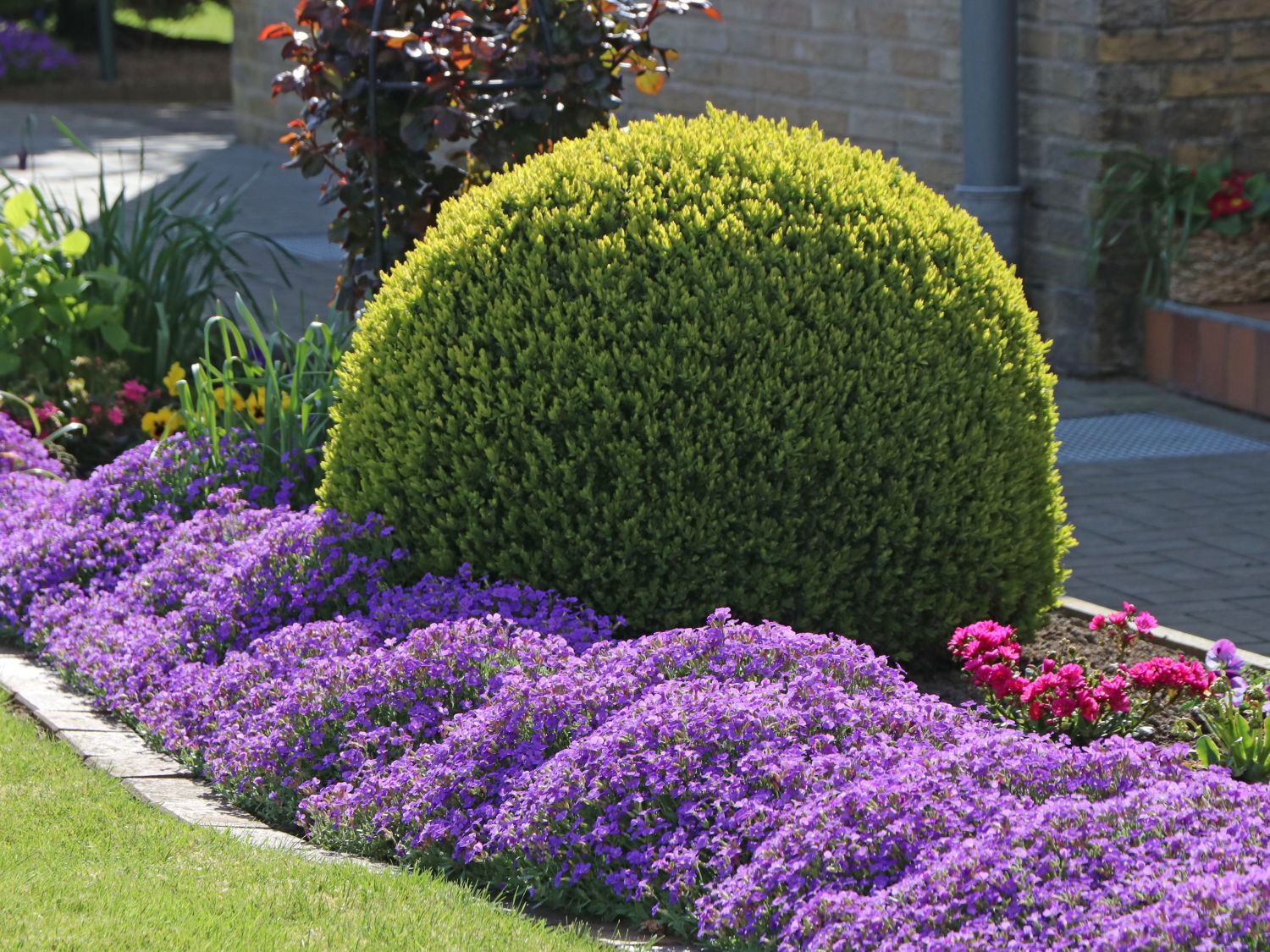 (Kugel) Buchsbaum (Kugel) - Horstmann Buxus - sempervirens Baumschule