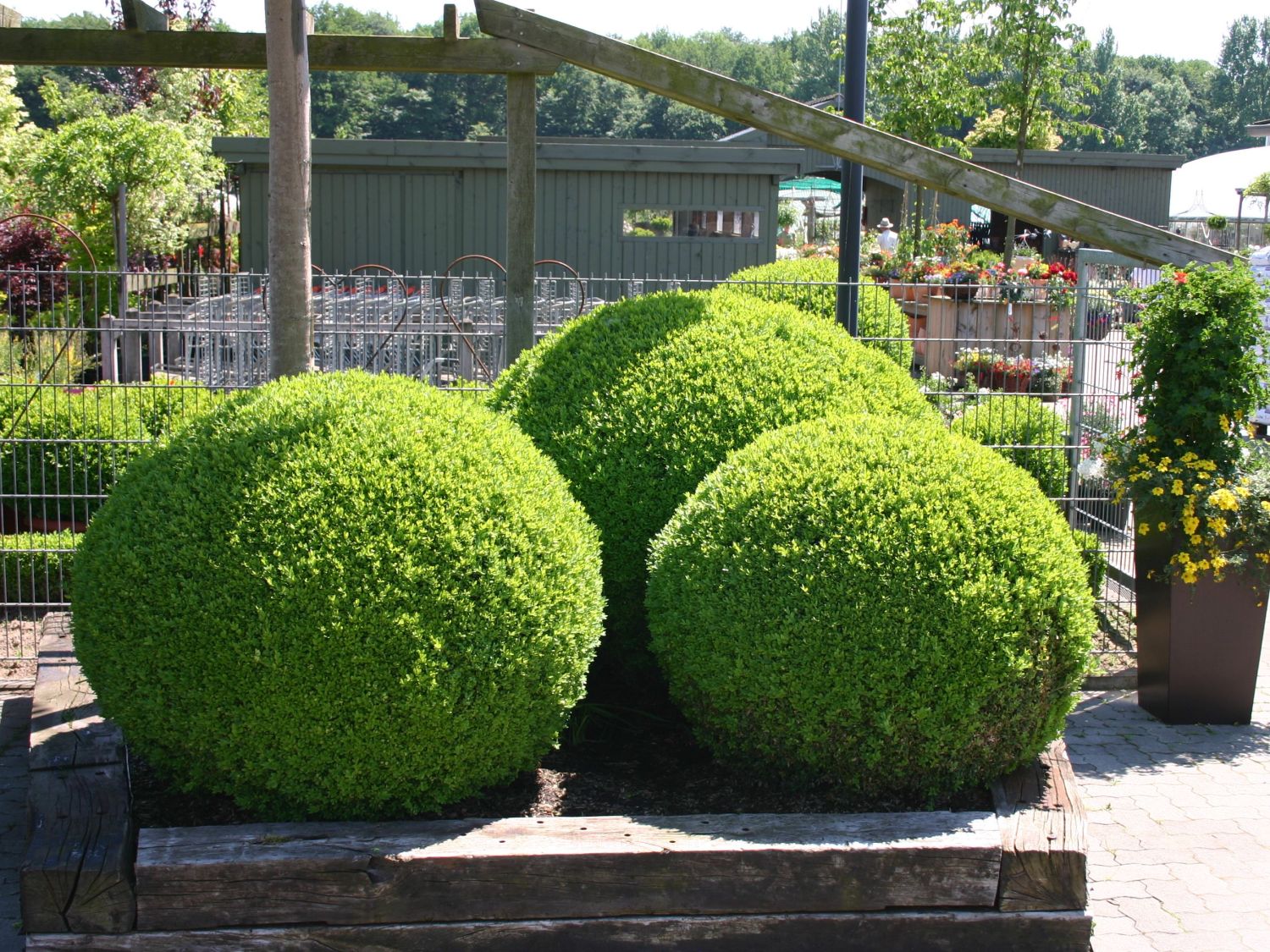 Horstmann sempervirens (Kugel) Buchsbaum Baumschule (Kugel) - Buxus -