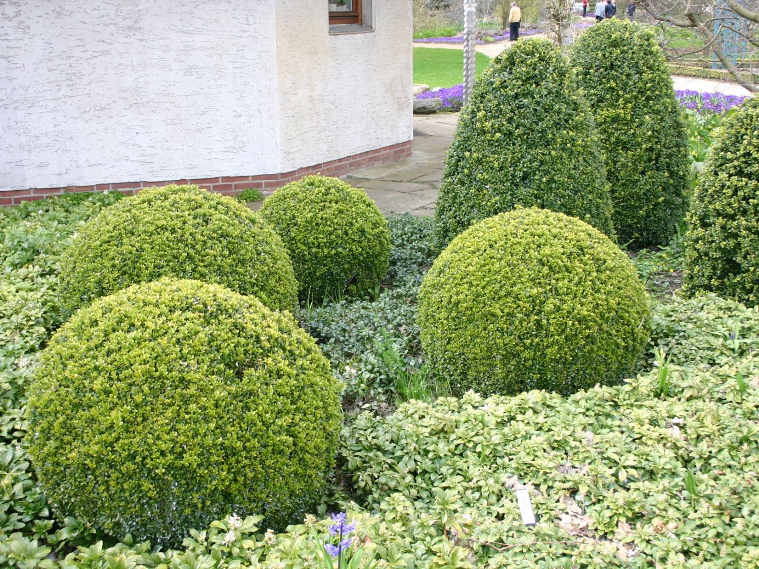 Buchsbaum (Kugel) Buxus sempervirens (Kugel) Baumschule Horstmann