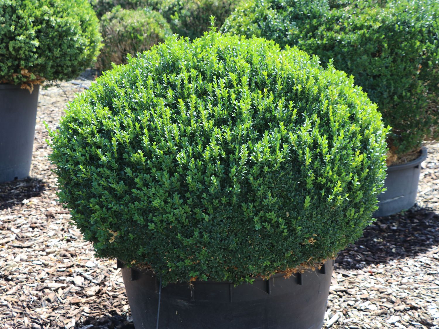 Buchsbaum (Kugel) - Buxus sempervirens (Kugel) - Baumschule Horstmann