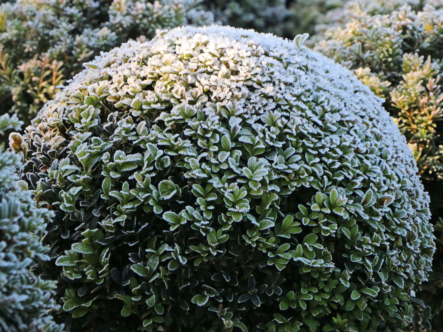 Buchsbaum (Kugel) - Buxus sempervirens (Kugel) - Baumschule Horstmann