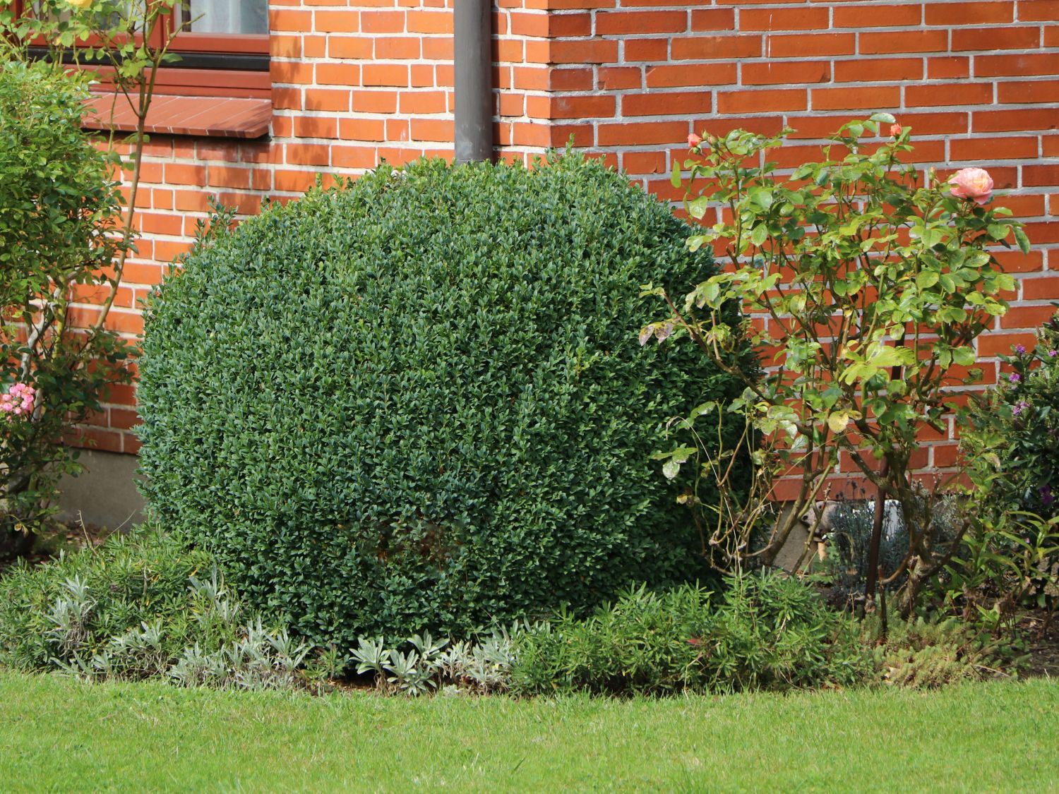 Buxus sempervirens Dünger Durchmesser: 40 cm 2 x Buchsbaum Kugel 