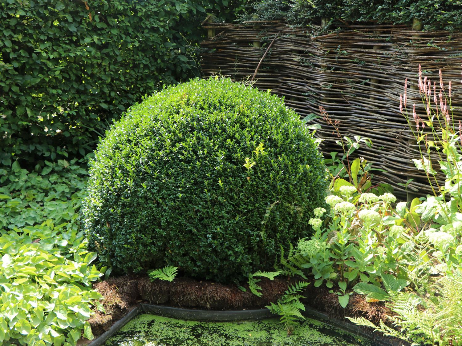 brandneu authentisch Buchsbaum (Kugel) Buxus sempervirens Baumschule (Kugel) Horstmann - 