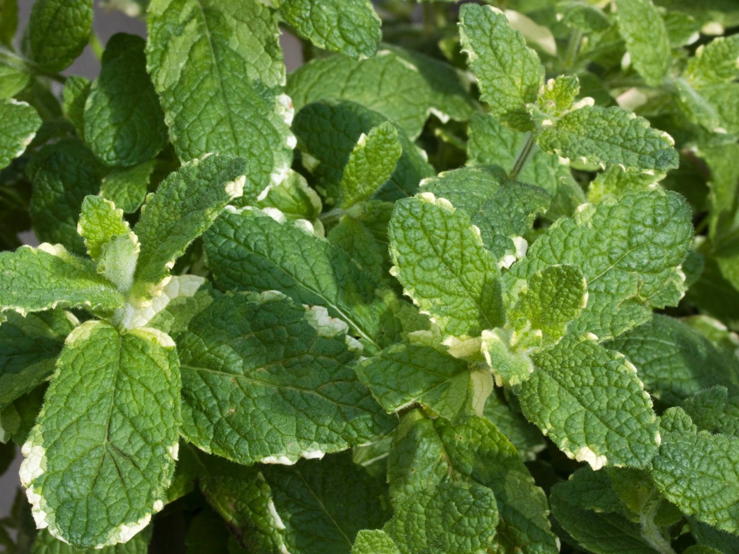 Buntblättrige Minze 'Variegata' - Mentha x rotundifolia 'Variegata'