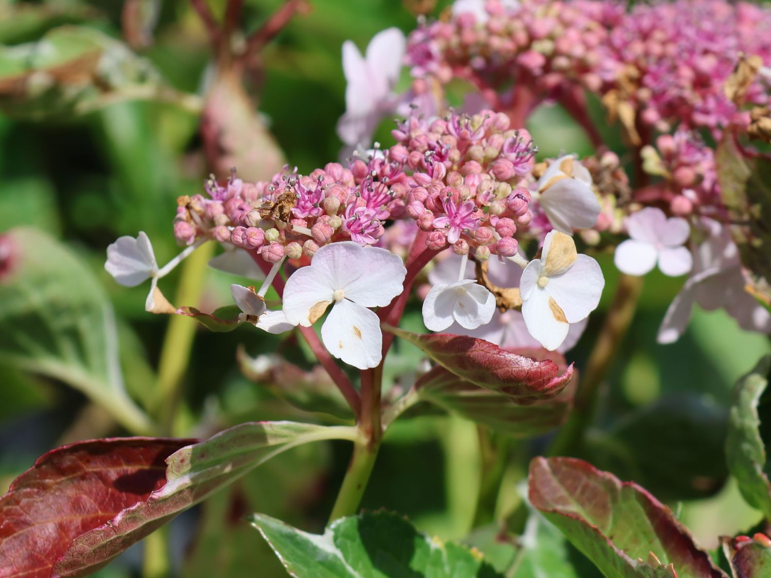 Buntlaubige Hortensie 'Tricolor'