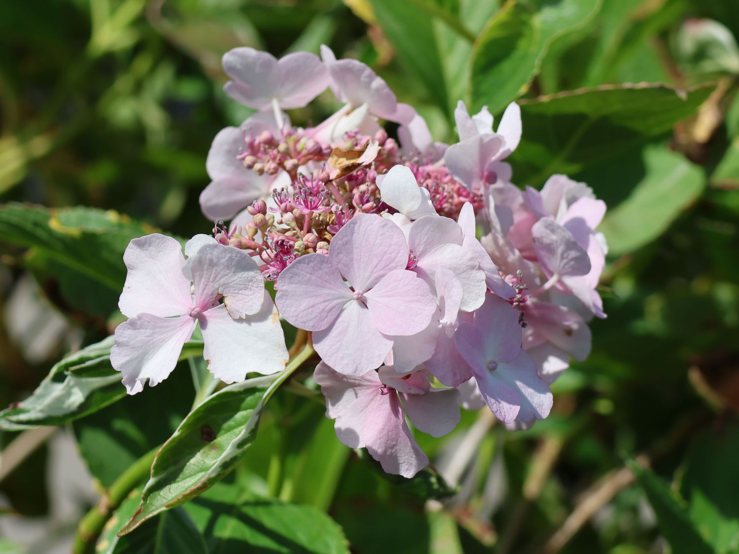 Buntlaubige Hortensie 'Tricolor'