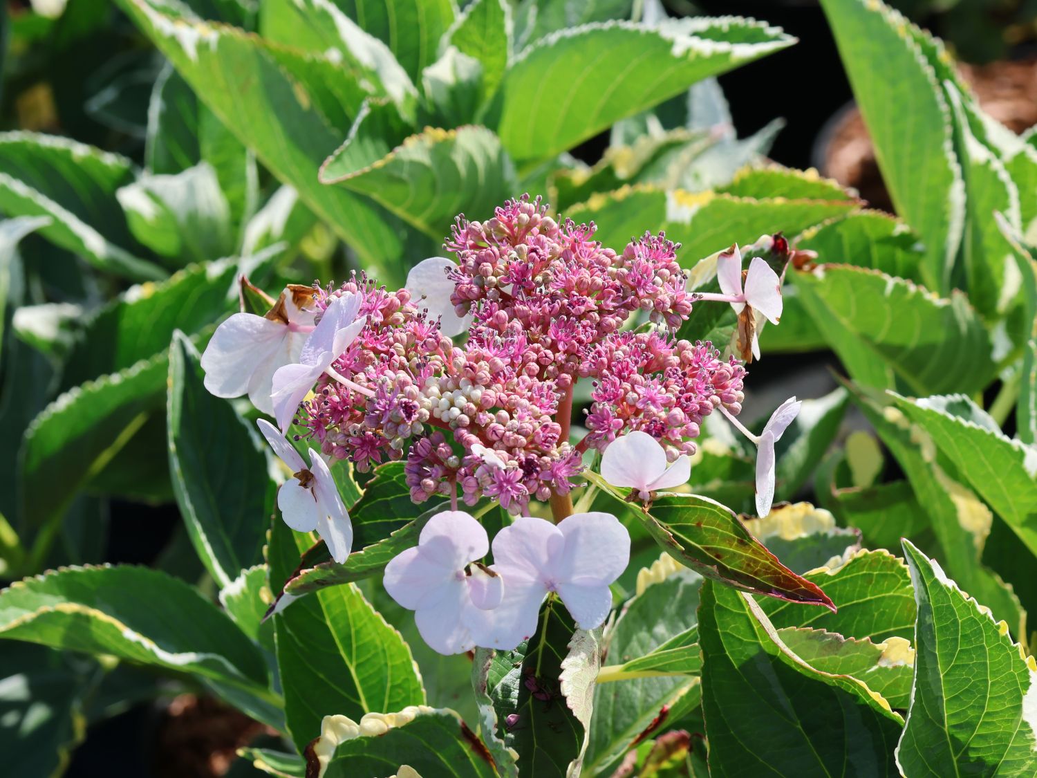 Buntlaubige Hortensie 'Tricolor'