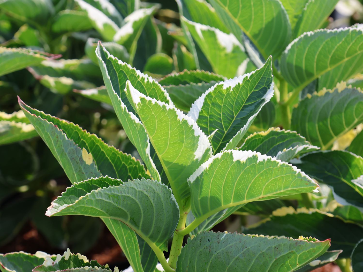 Buntlaubige Hortensie 'Tricolor'