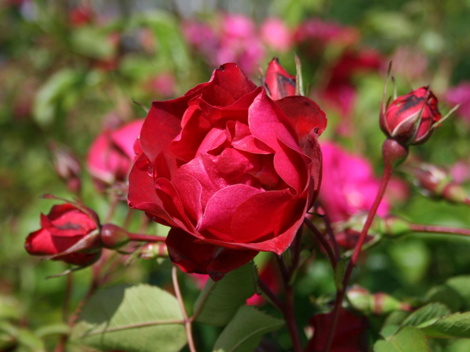 Canadian Explorer Rose 'Adelaide Hoodless' bestes Gärtnerwissen