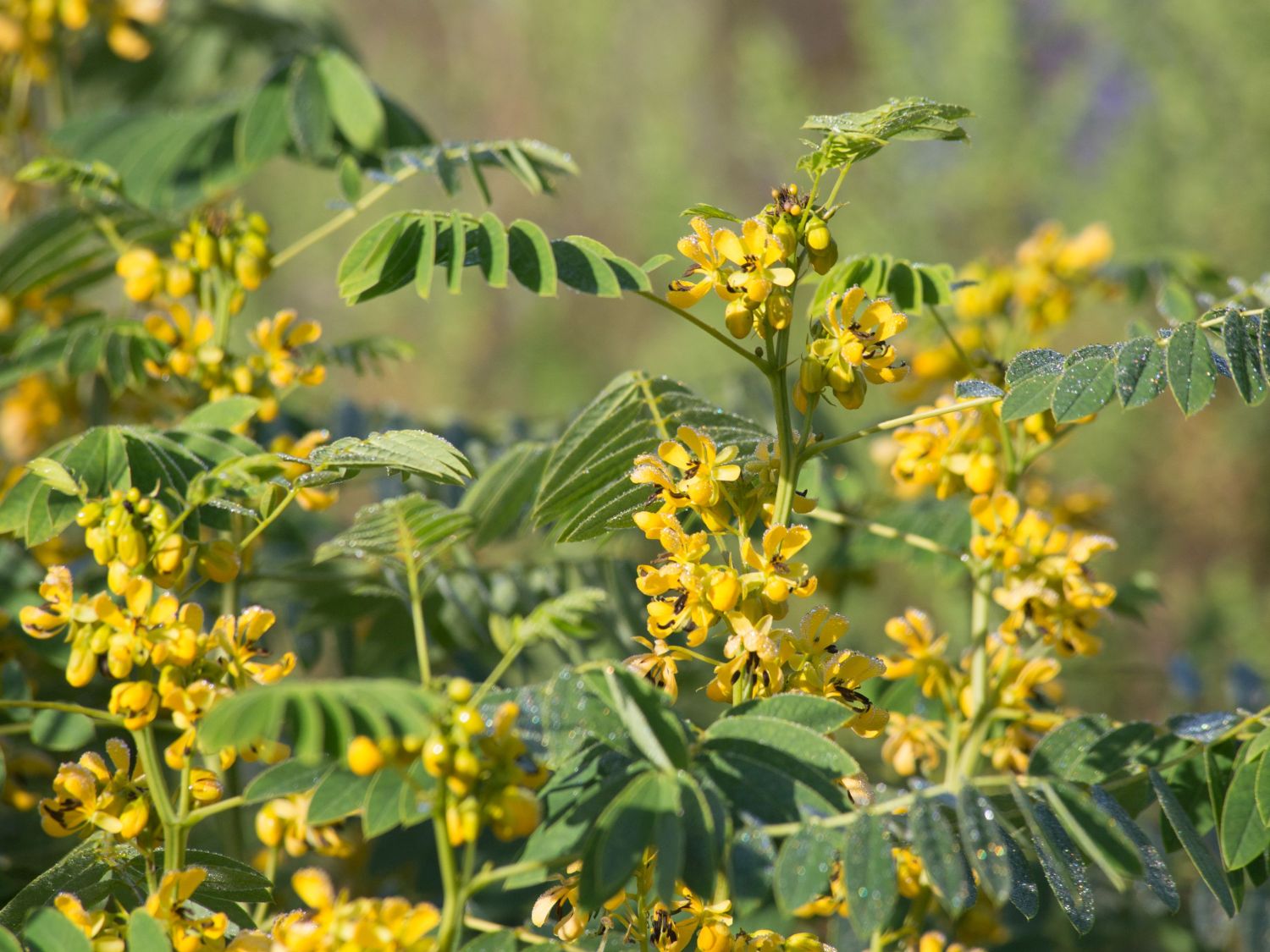 Kassien (Cassia) Infos & Pflanzen dieser Gattung