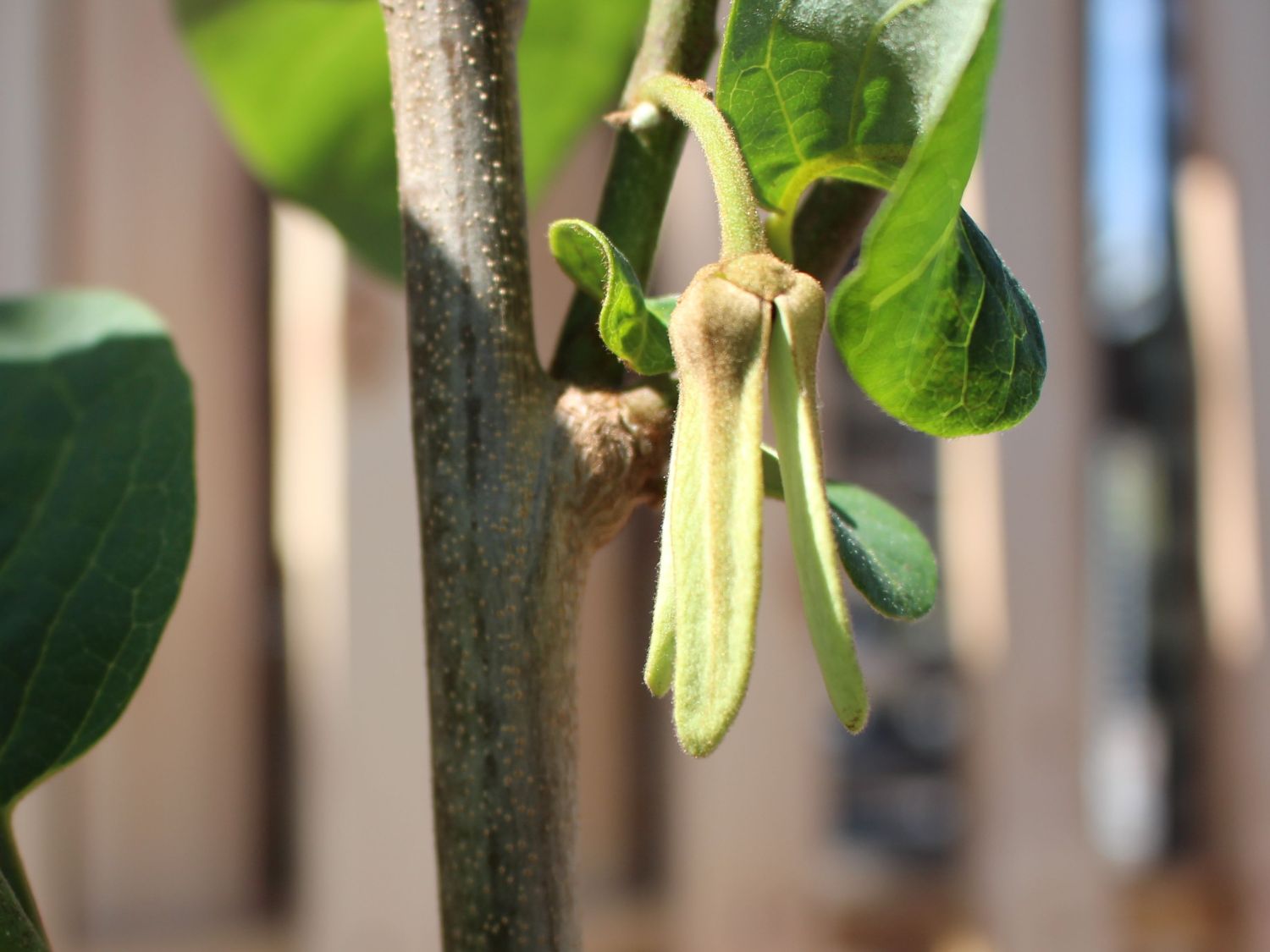 Cherimoya Rahmapfel Ochsenherz Annona Cherimola Baumschule Horstmann