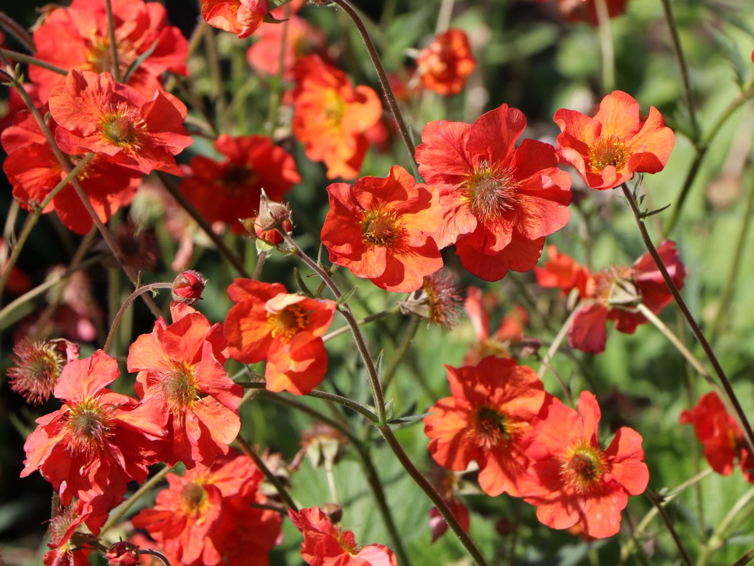 Chilenische Nelkenwurz &amp;#39;Tempest Scarlet&amp;#39; für Deinen Garten!