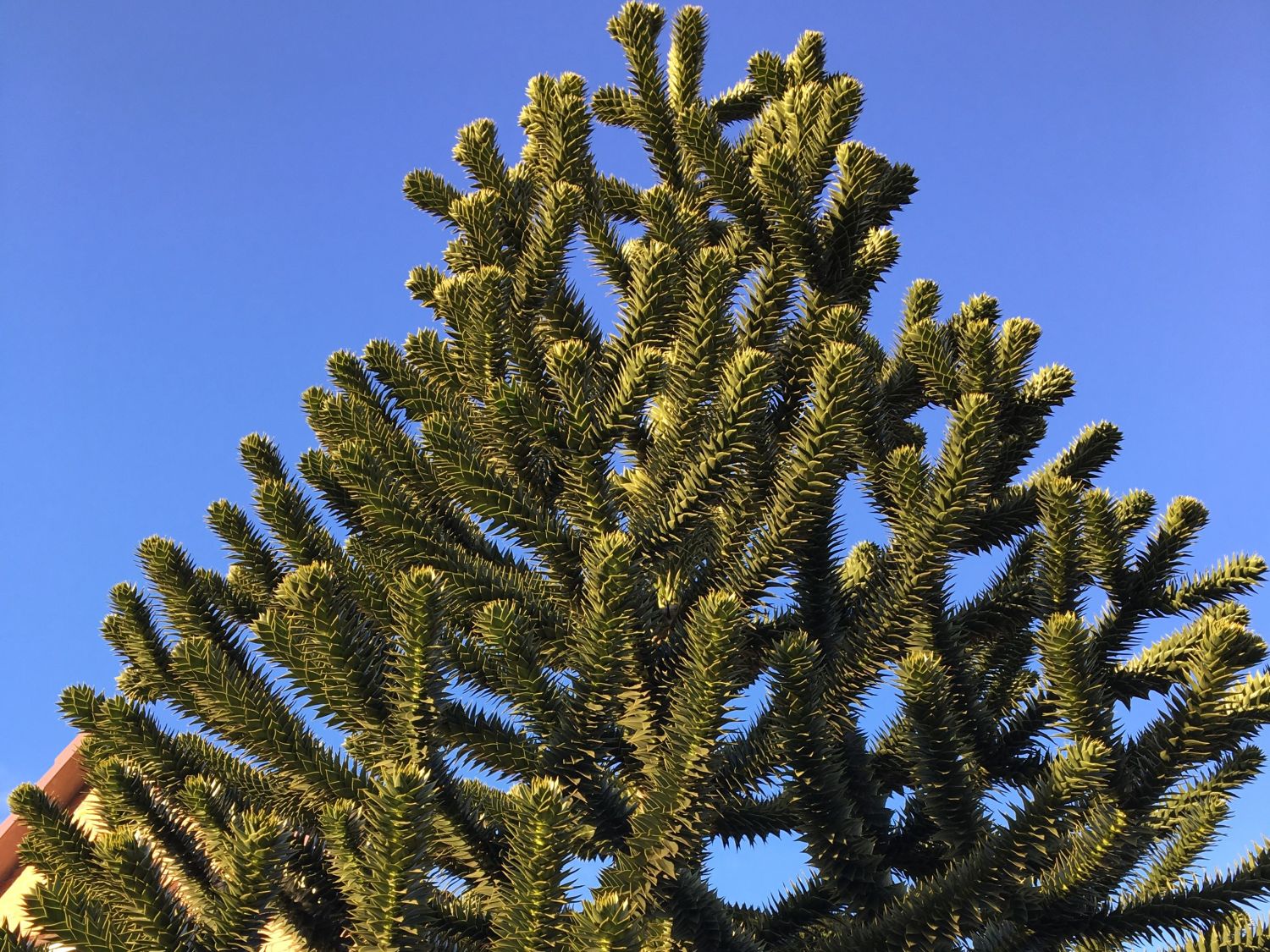 chilenische-schmucktanne-andentanne-araucaria-araucana-baumschule