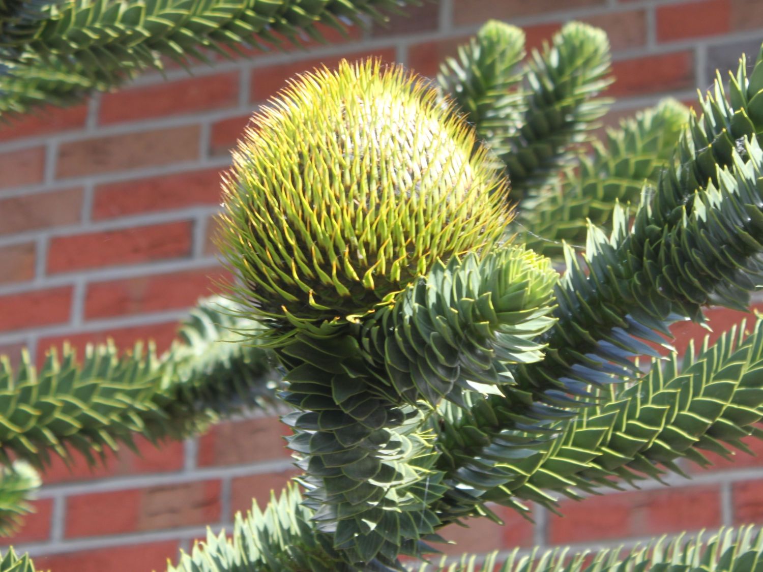 chilenische-schmucktanne-andentanne-araucaria-araucana-baumschule