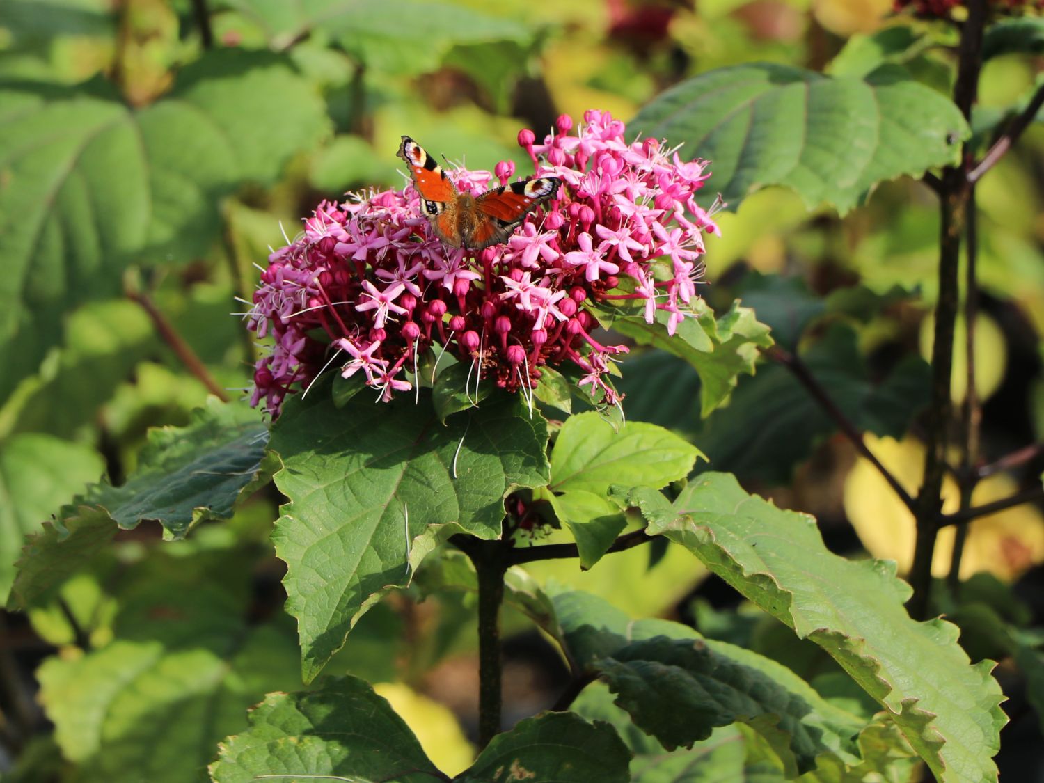 China Losbaum Clerodendrum bungei Baumschule Horstmann