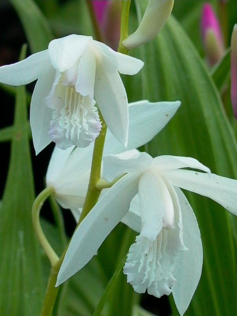 Japanorchidee 'Alba' - Bletilla striata 'Alba'