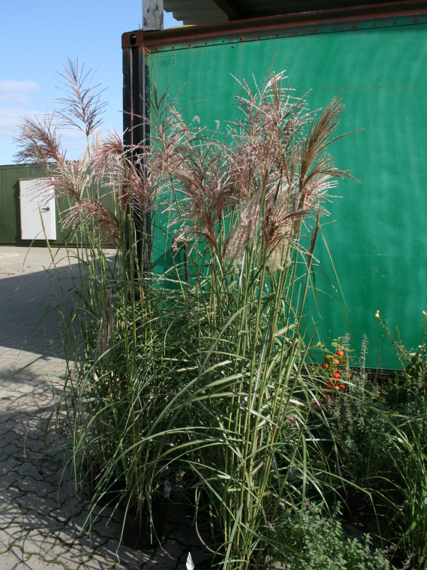 Garten Terrasse Pflanzen Baume Straucher Garten Terrasse