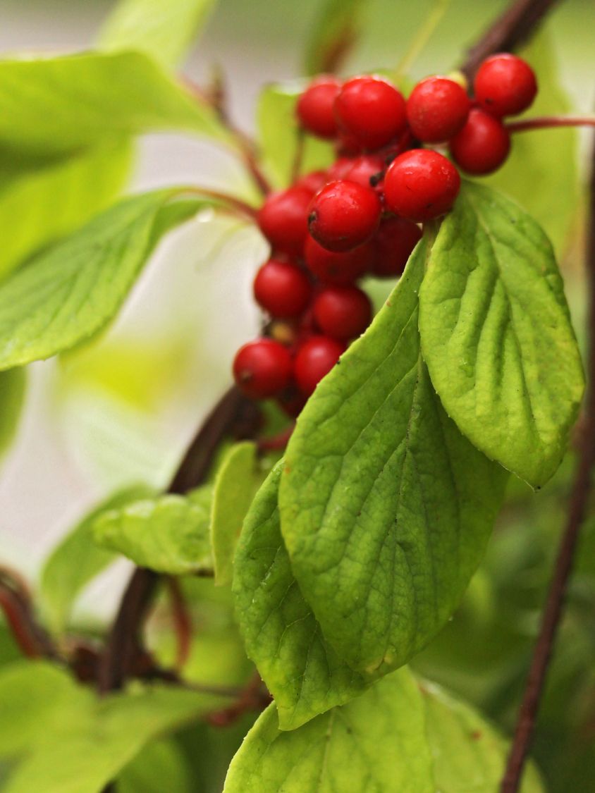 Spaltkörbchen (Schisandra) Infos & Pflanzen dieser Gattung