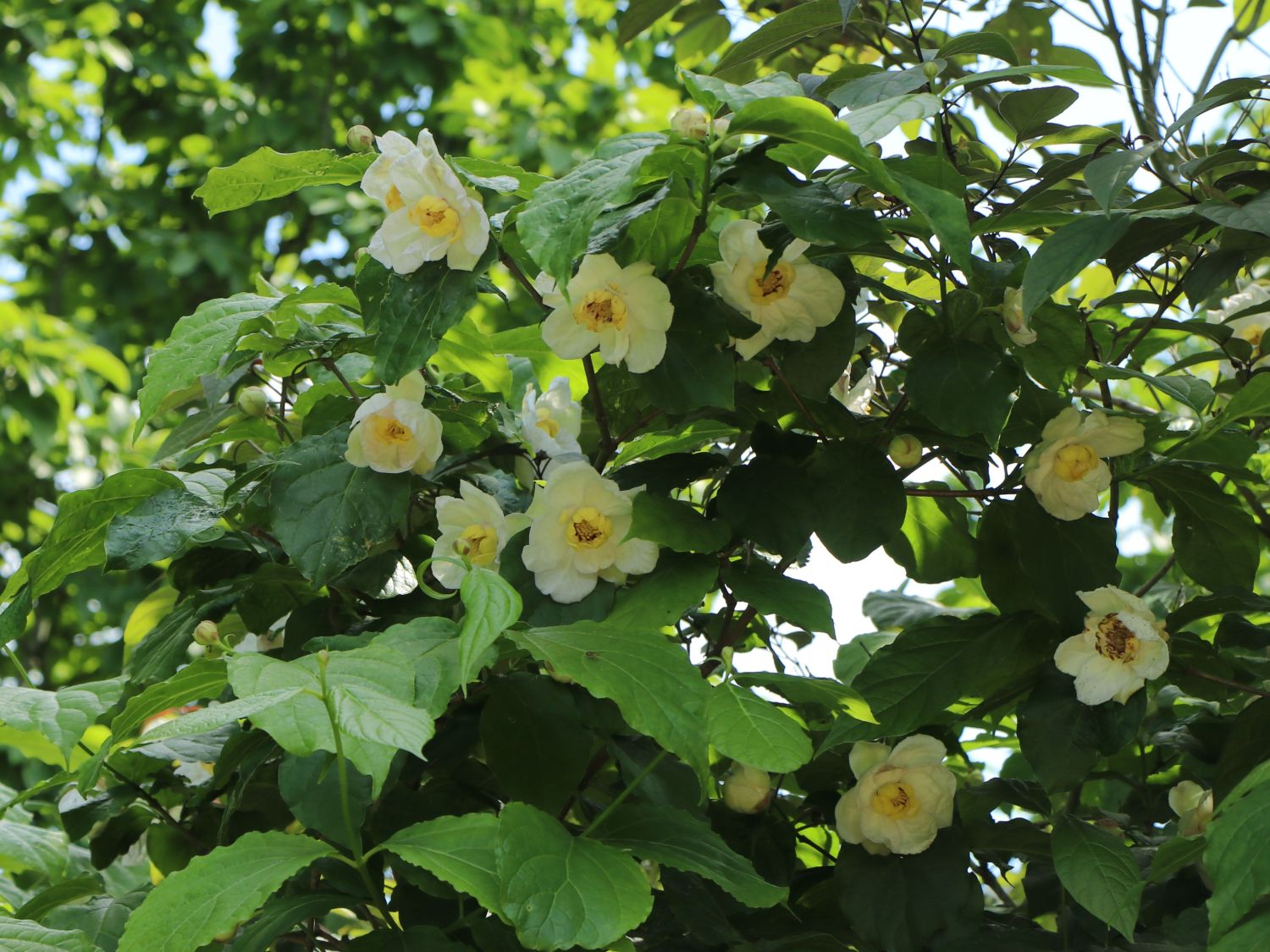 Chinesischer / Weißblütiger Gewürzstrauch - Sinocalycanthus chinensis