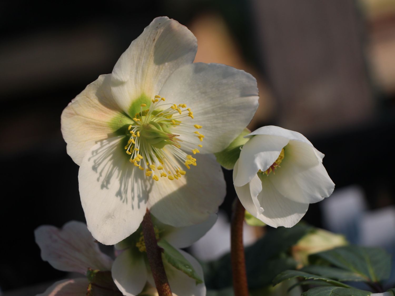 Helleborus Niger Christmas Carol (Christmas Rose, Spanz)