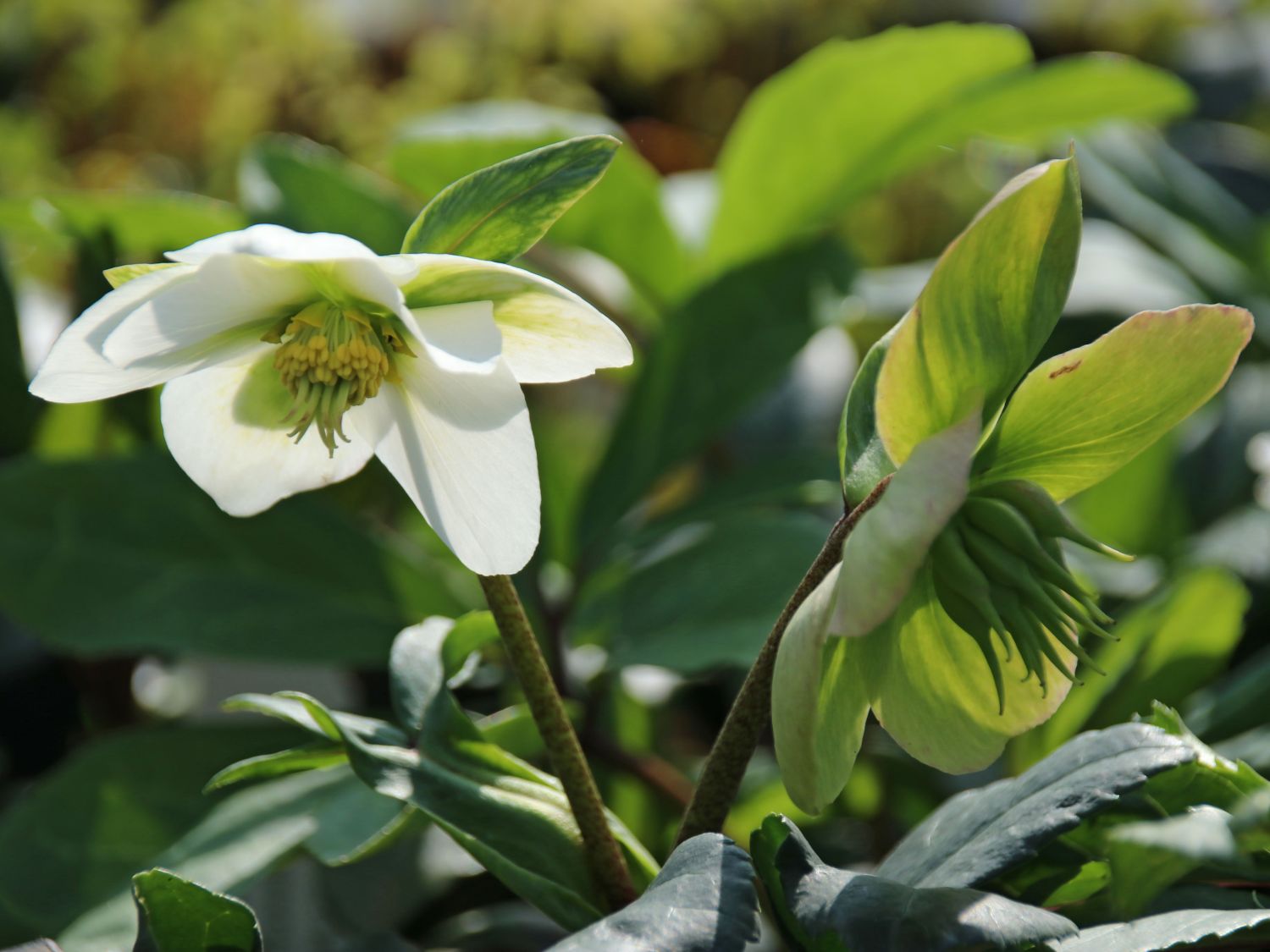 Helleborus Niger Christmas Carol (Christmas Rose, Spanz)