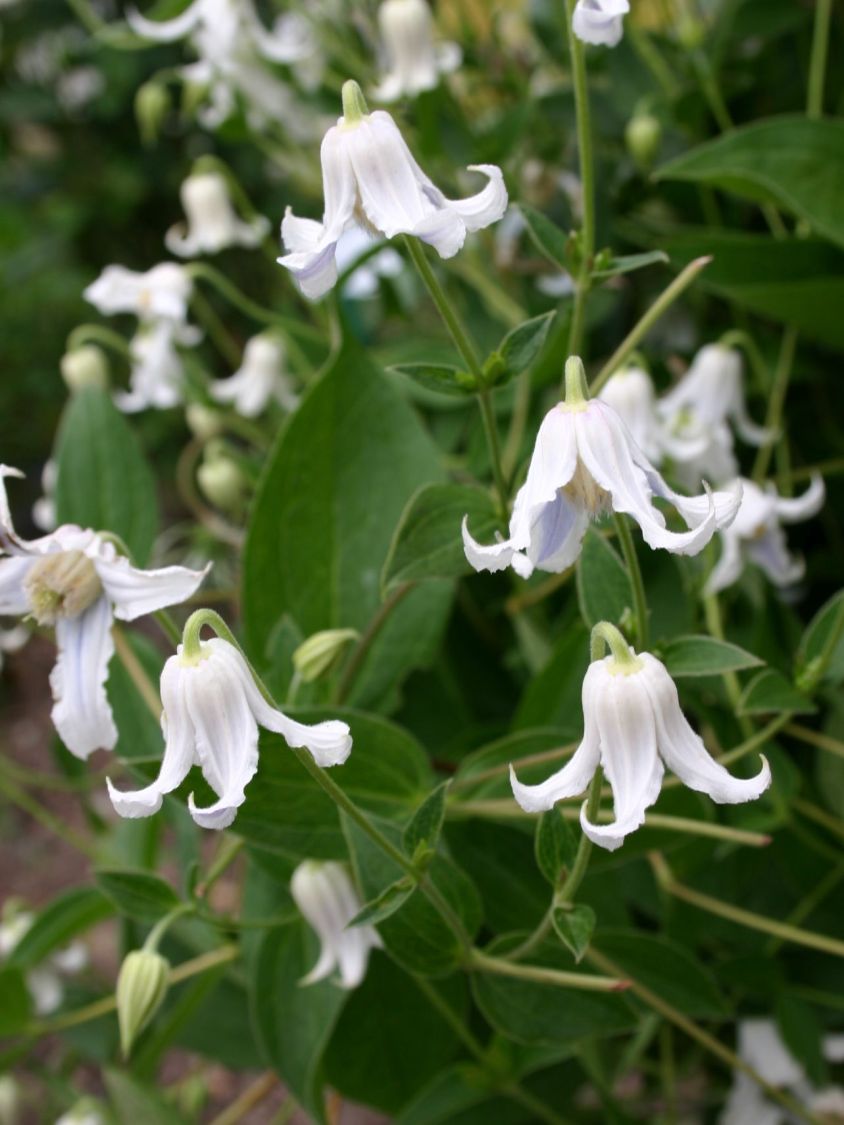 clematis