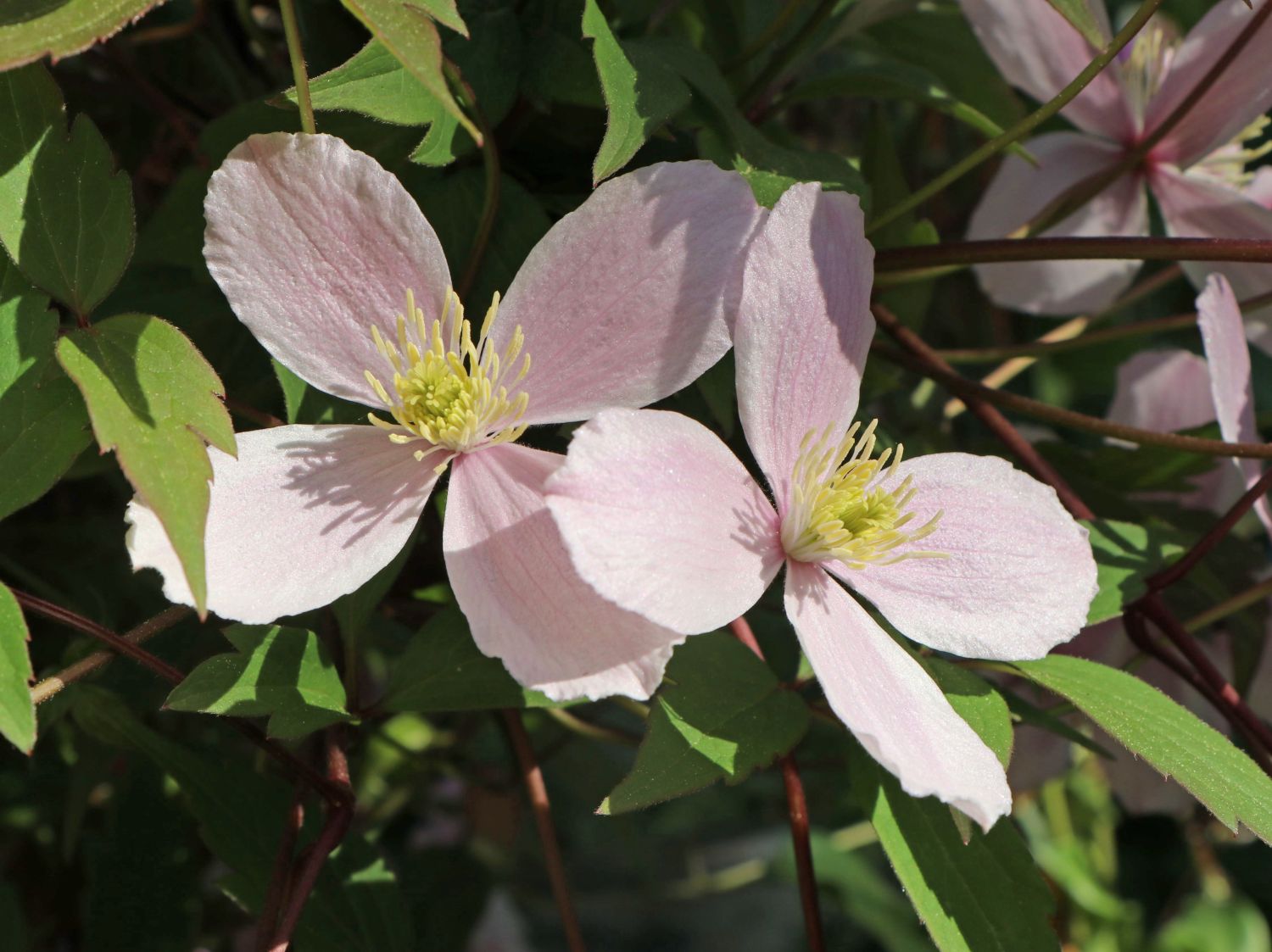 Clematis Elizabeth Clematis Montana Elizabeth Baumschule Horstmann