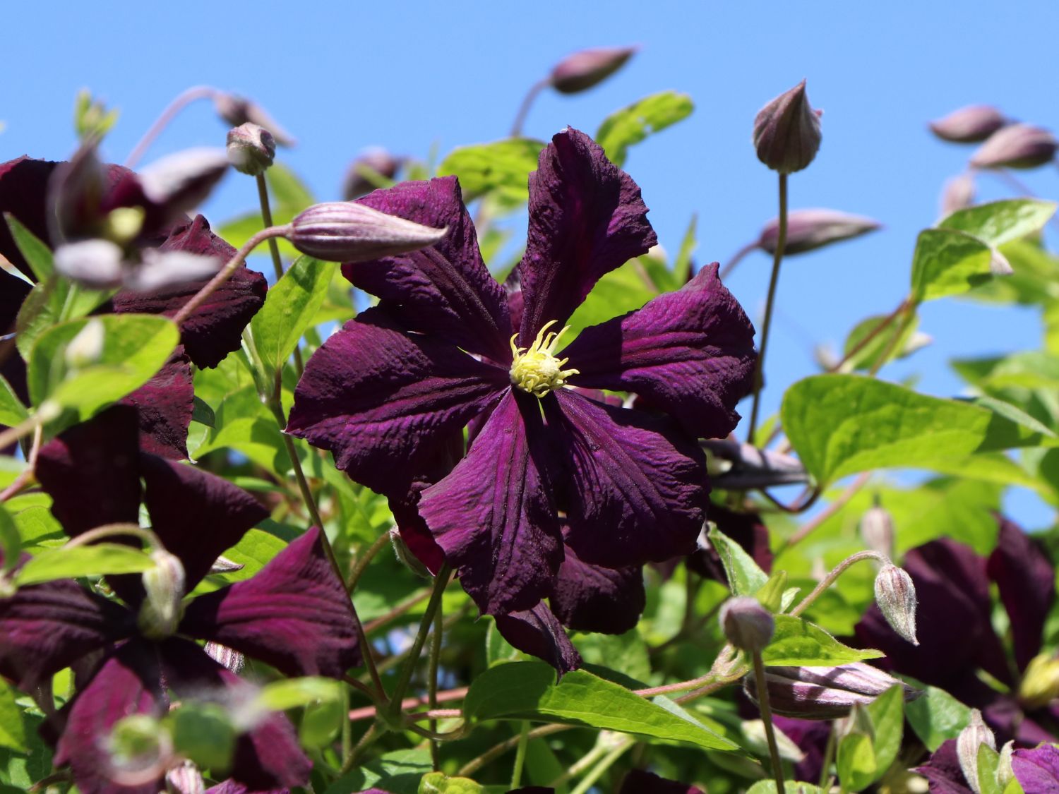 Clematis Etoile Violett Clematis Viticella Etoile Violett Baumschule Horstmann