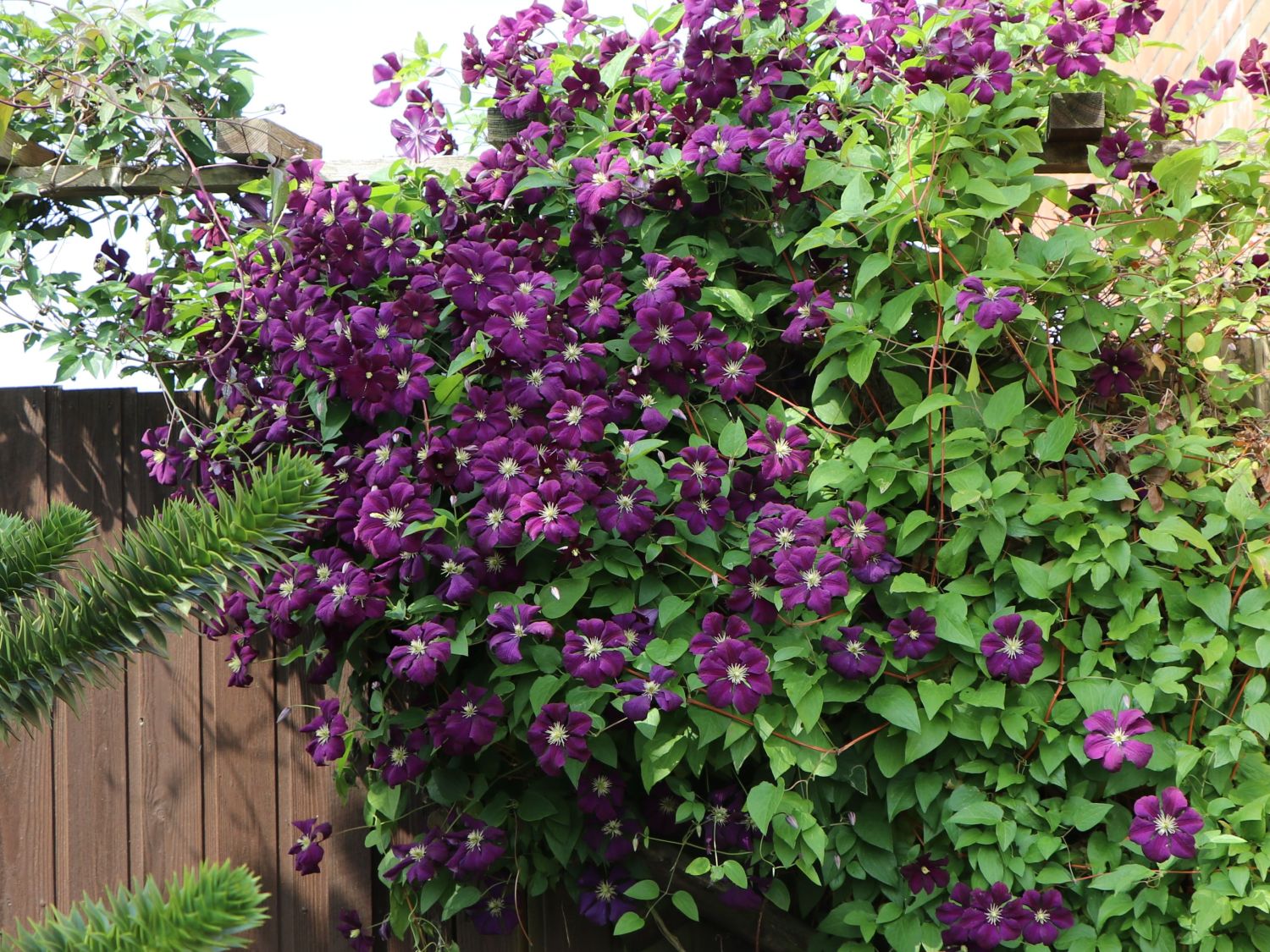 Clematis 'Etoile Violett' - Clematis viticella 'Etoile Violett' -  Baumschule Horstmann