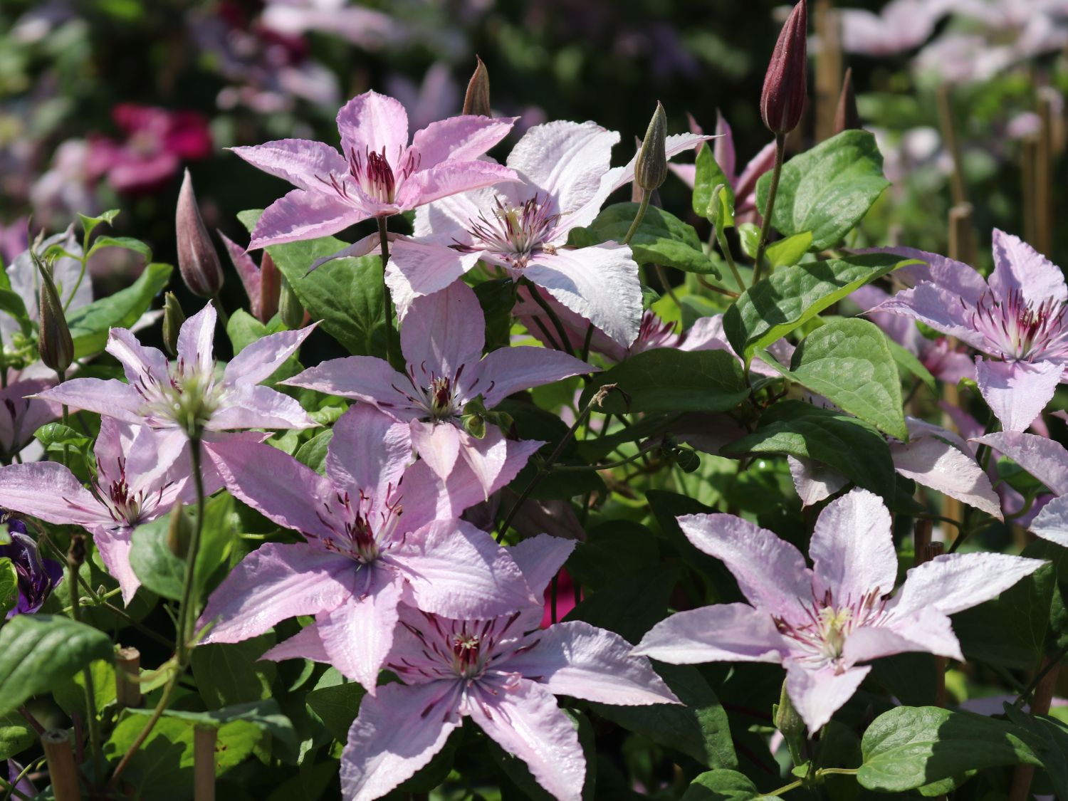 clematis