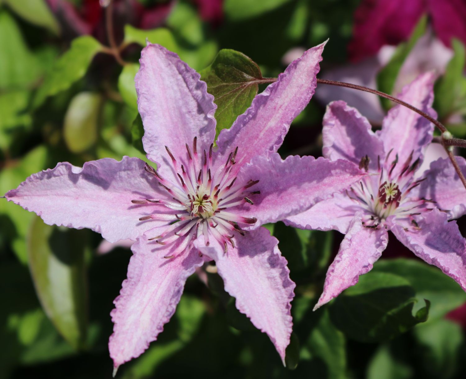 clematis