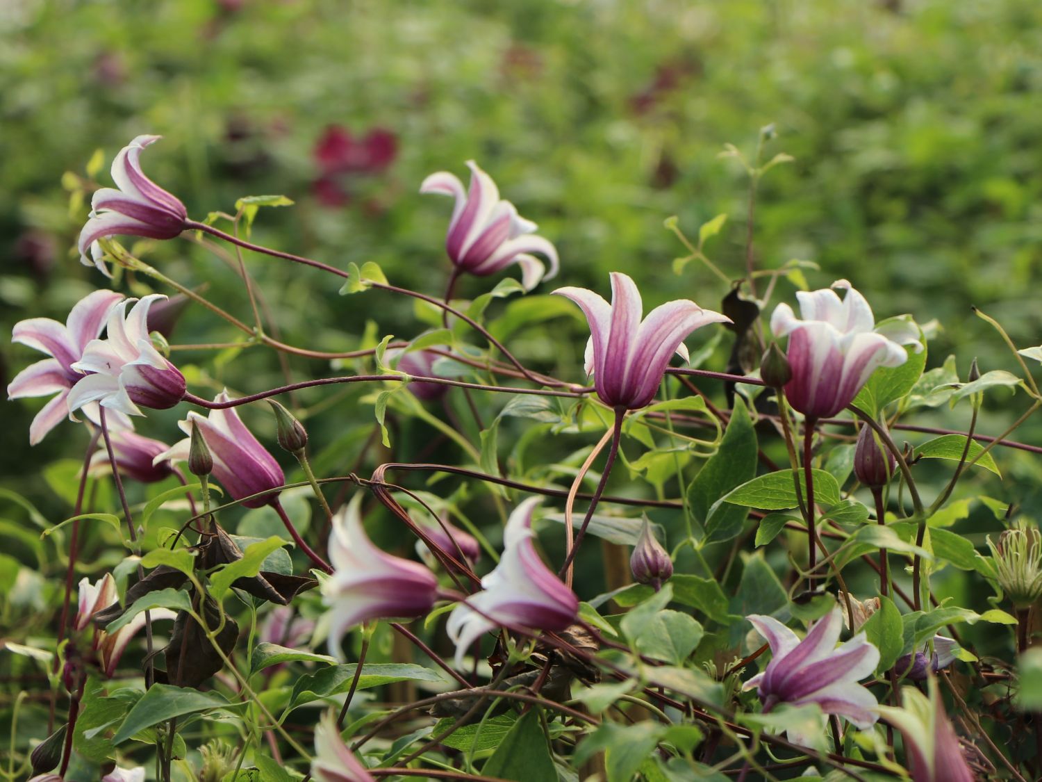 'Princess Kate' - Clematis texensis 'Princess Kate' - Baumschule Horstmann