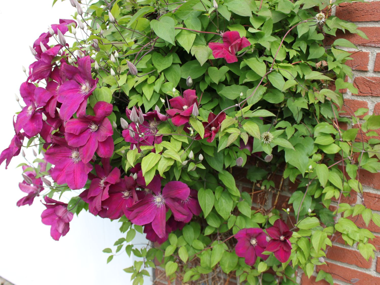 Clematis 'Rouge Cardinal' - Clematis 'Rouge Cardinal' - Baumschule Horstmann