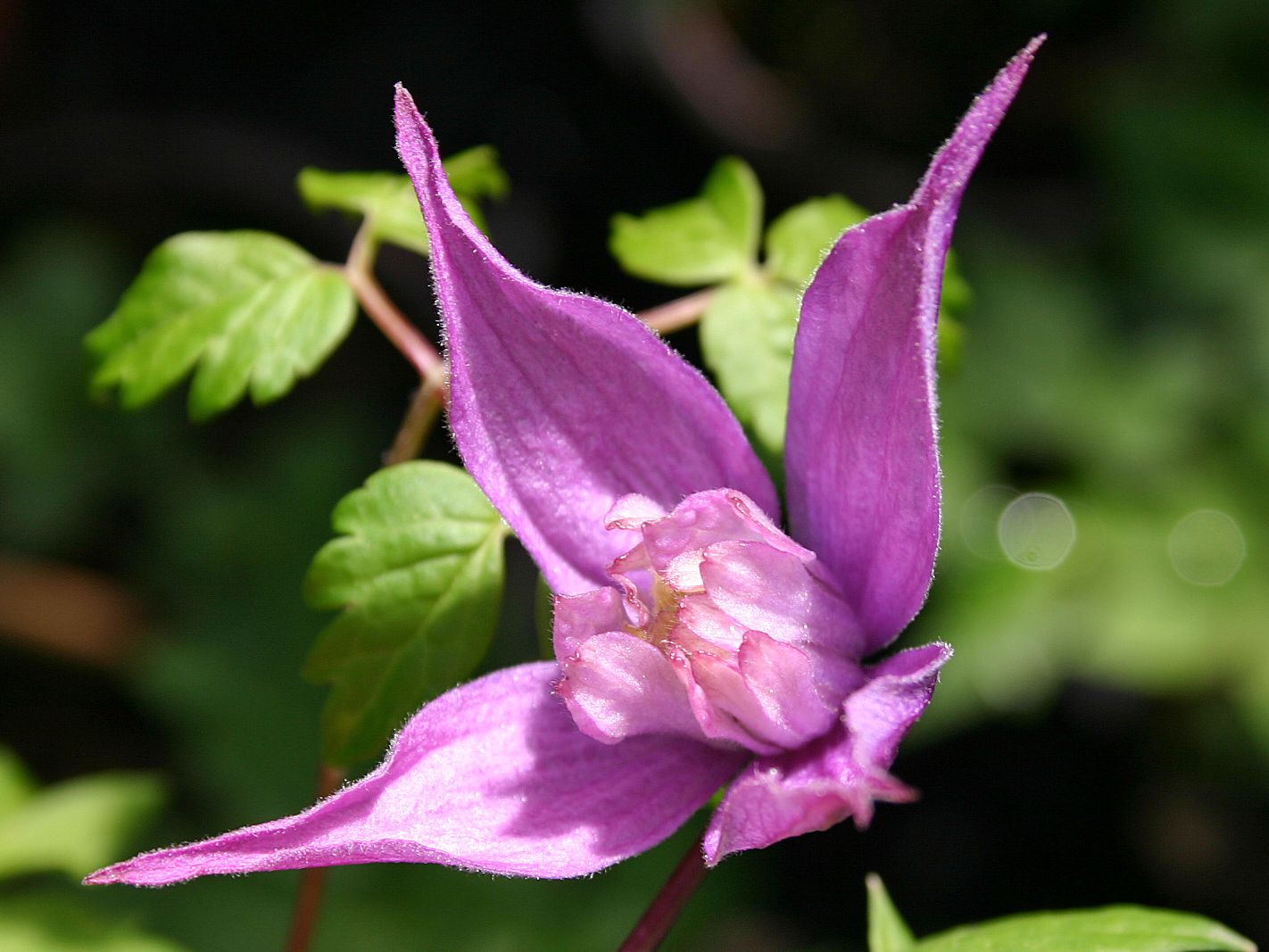 Clematis 'Tage Lundell' / Alpenwaldrebe
