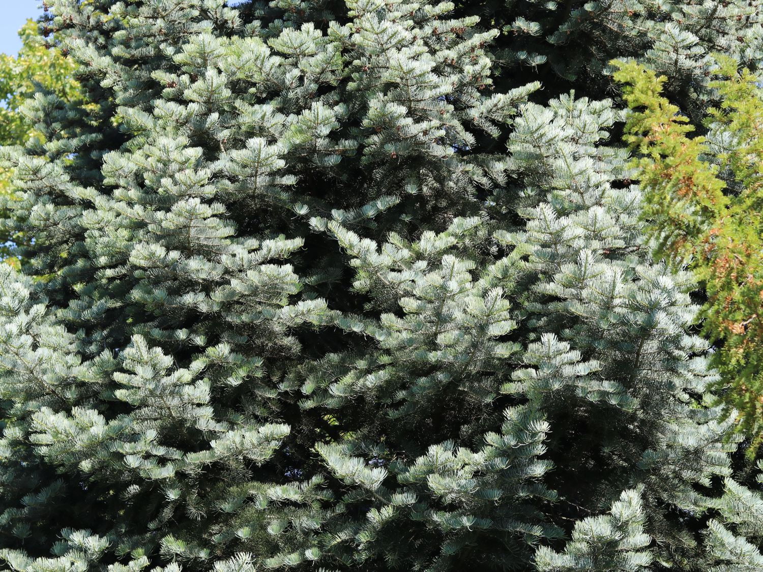 Colorado Tanne Abies concolor StrauchColoradoTanne