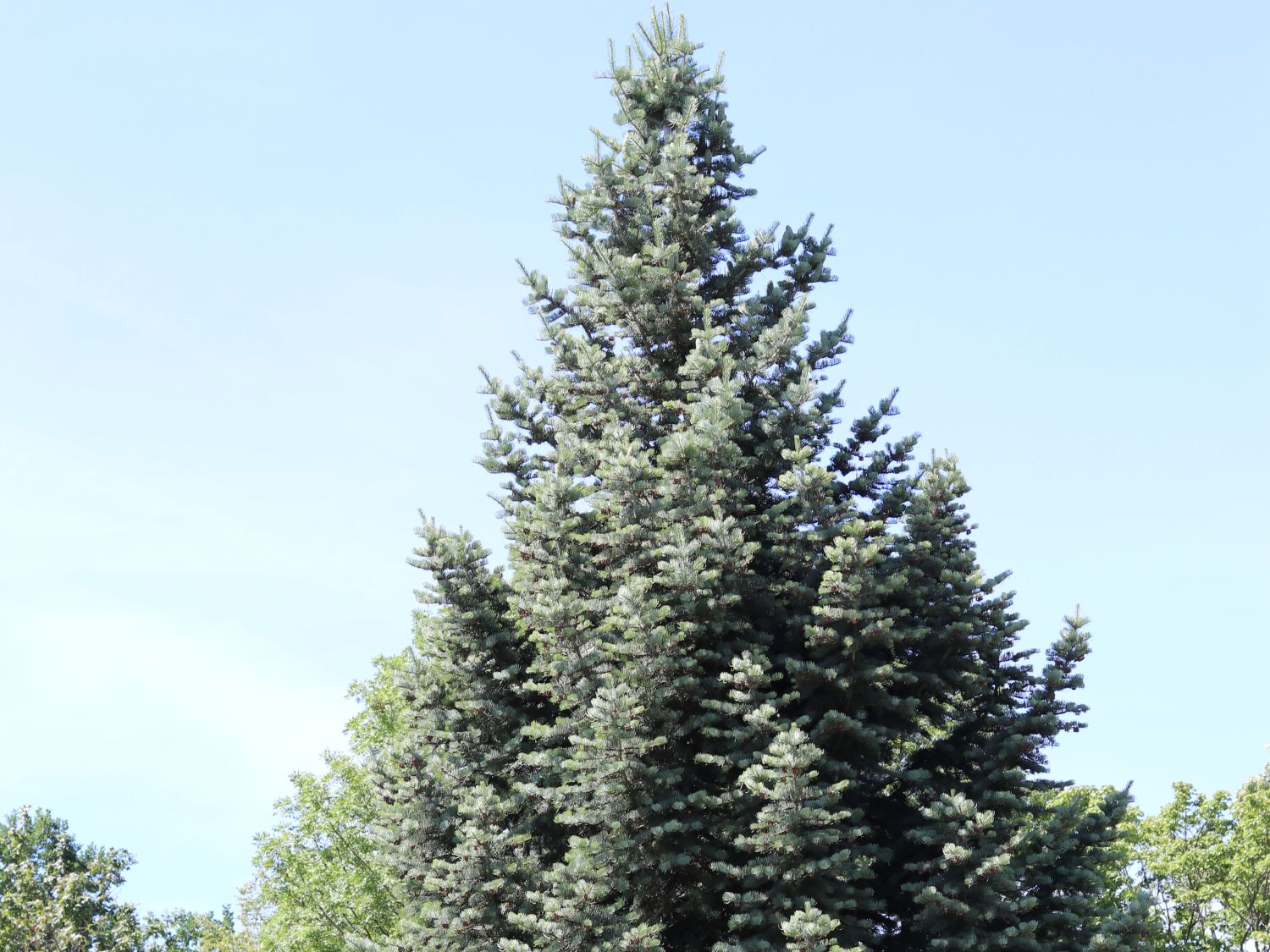 ColoradoTanne/Grautanne Abies concolor Baumschule Horstmann