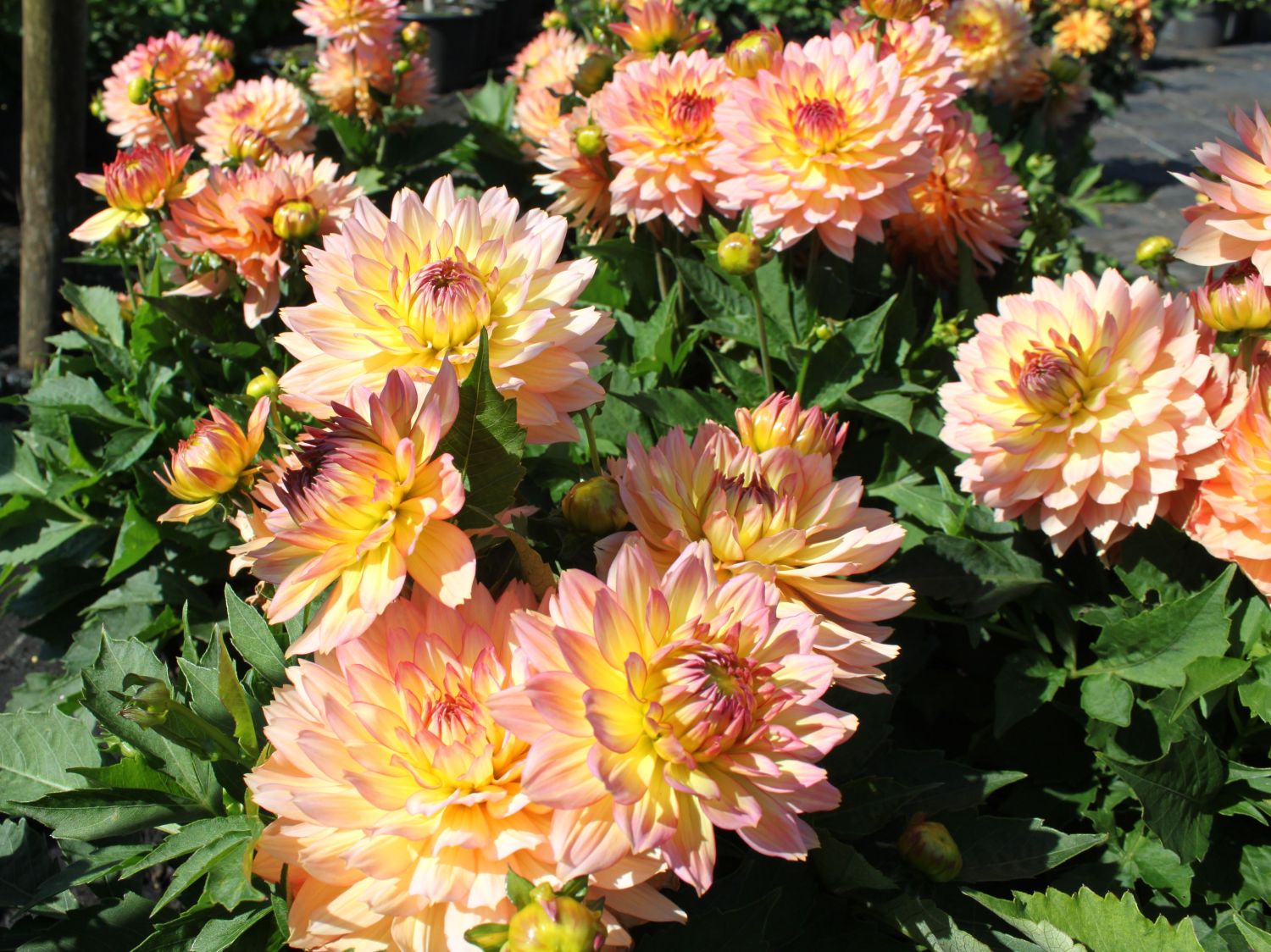Dahlien (Dahlia) Infos & Pflanzen dieser Gattung